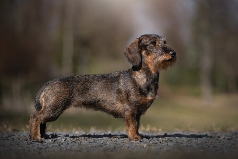 wire haired dachshund standing on the road