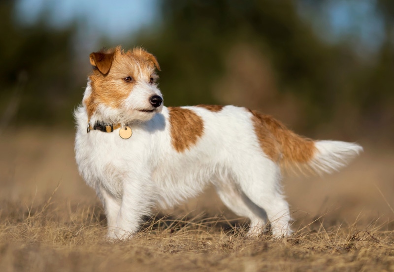 wire haired jack russell terrier dog standing on grass
