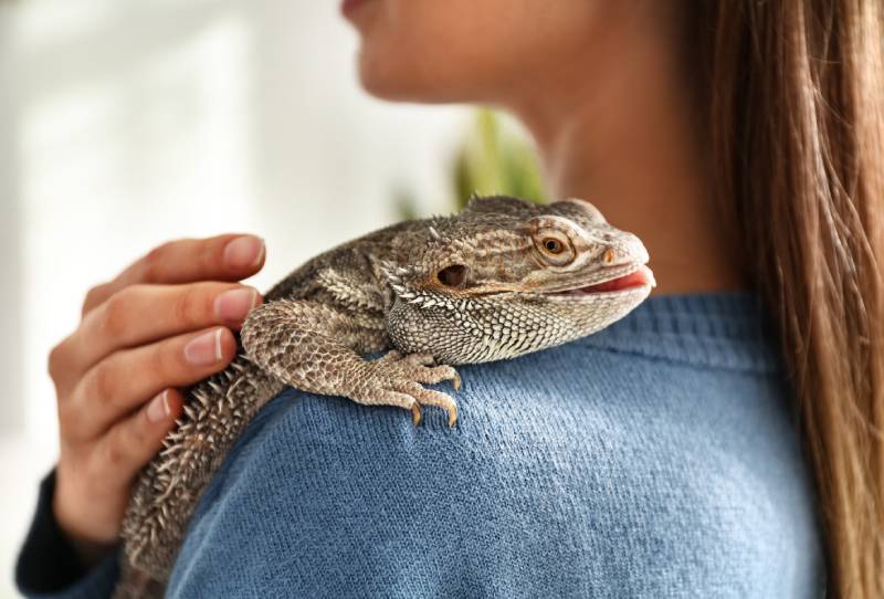 woman carrying bearded dragon at home