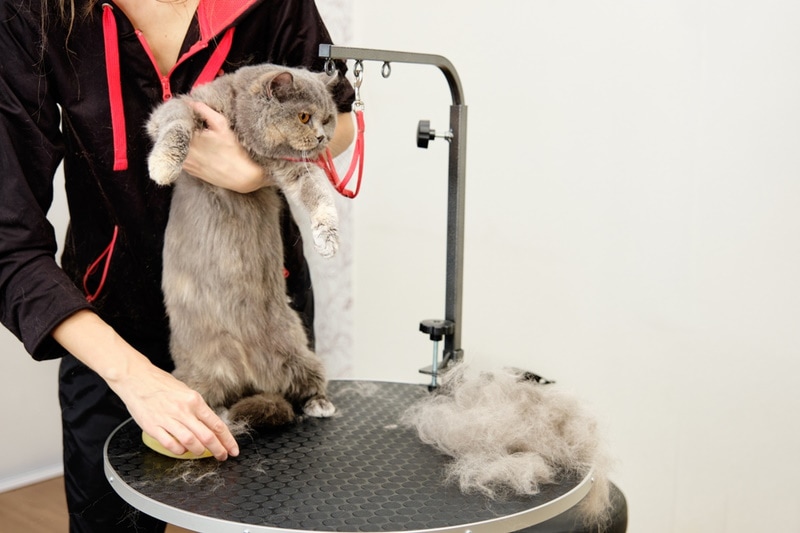 woman grooming cat