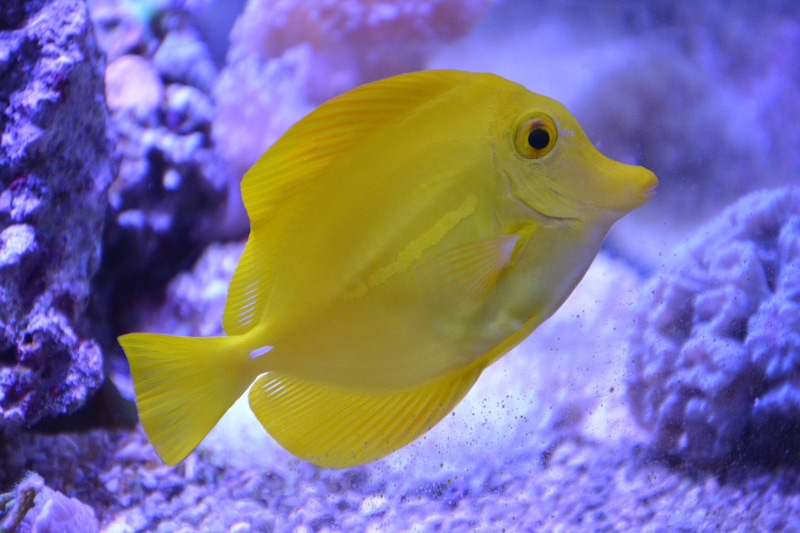 yellow tang