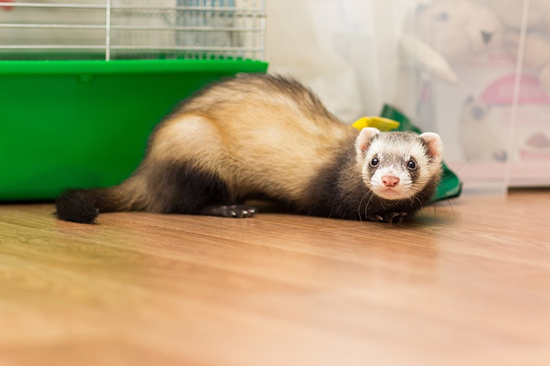young ferret on the floor near its cage