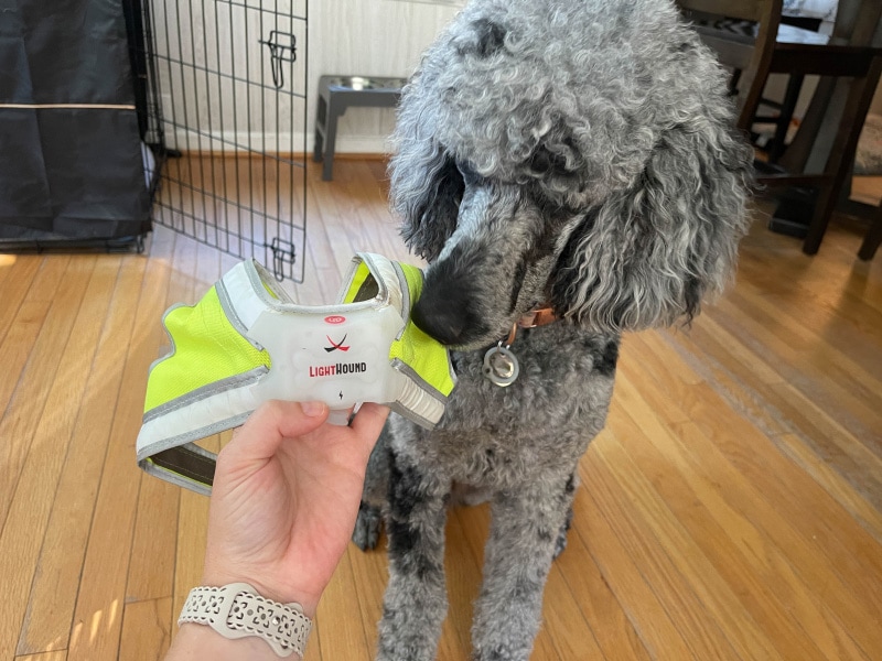 zeta sniffing the noxgear lighthound harness