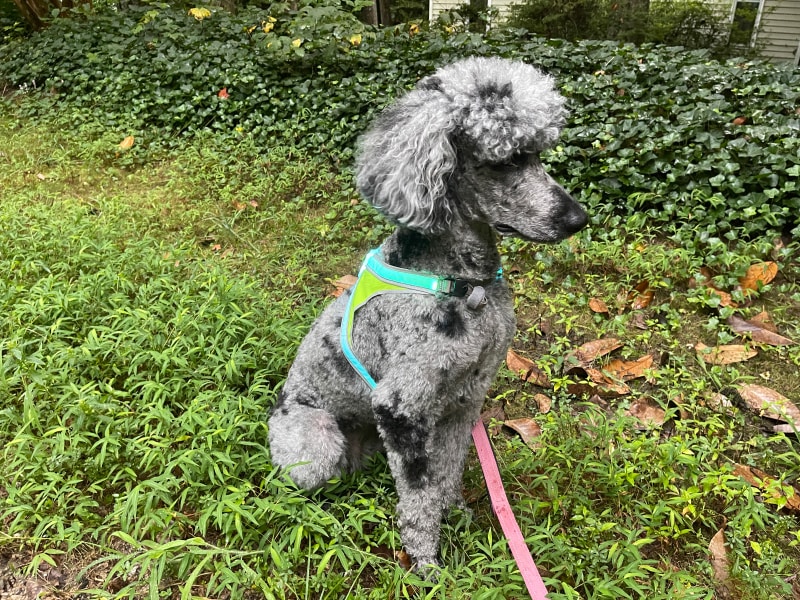 zeta wearing noxgear lighthound harness