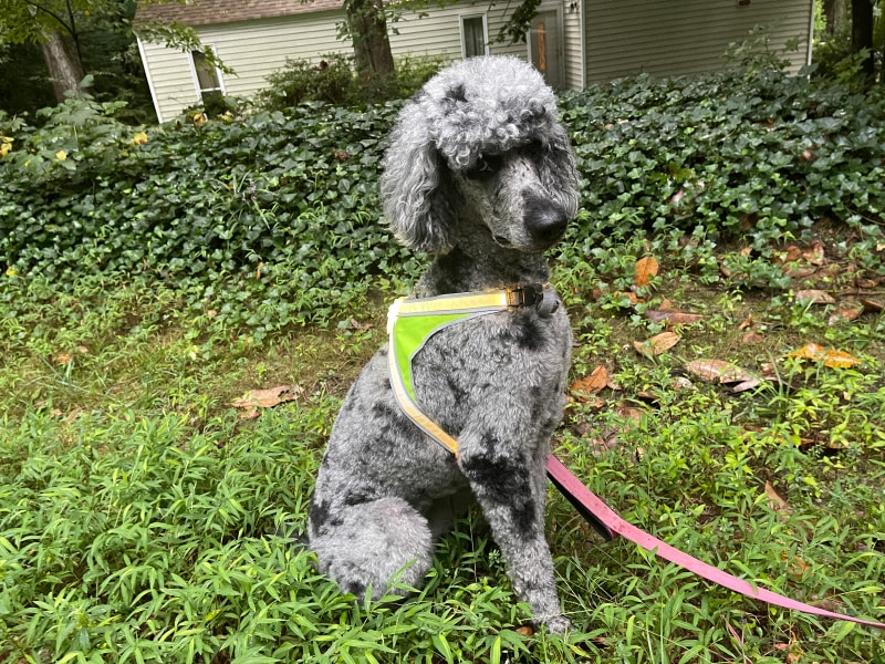 zeta with noxgear lighthound harness sitting on grass