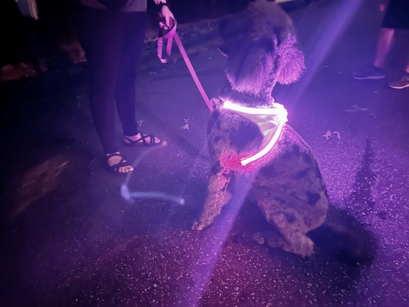 zeta with noxgear lighthouse harness sitting on the ground