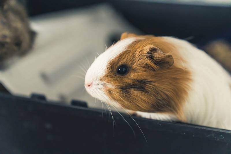Adorable sheltie white and ginger red guinea pig side shot