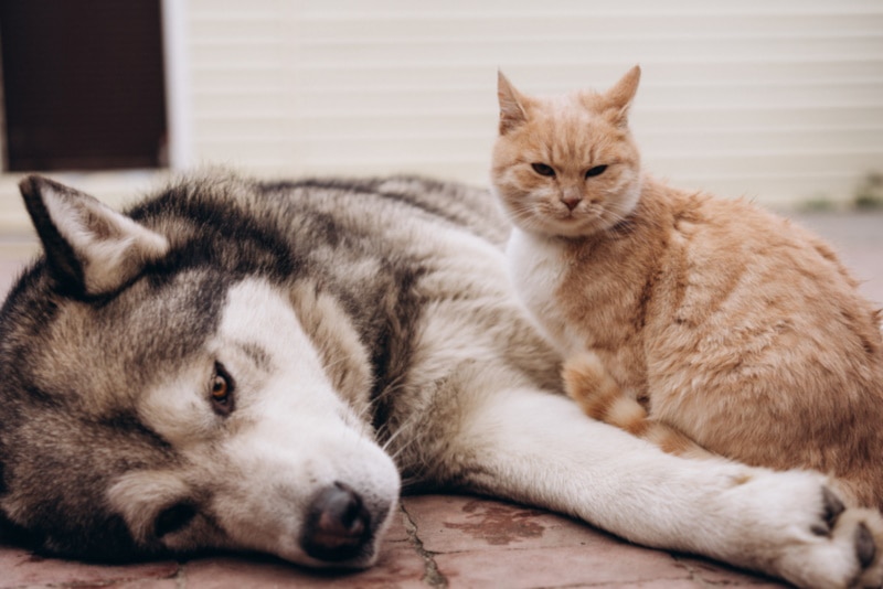 Adult Alaskan Malamute lying on the floor with a ginger cat