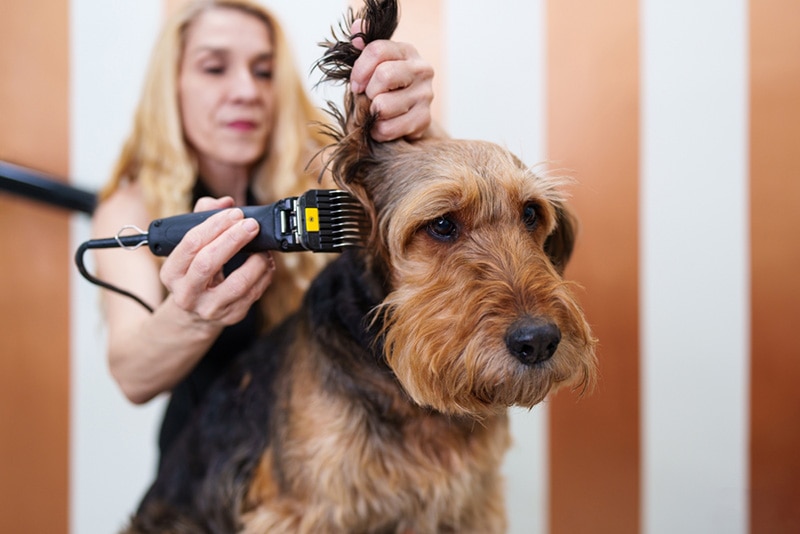 Airedale Terrier Dog Grooming