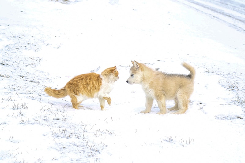 Alaskan malamute puppy and orange cat in the snow
