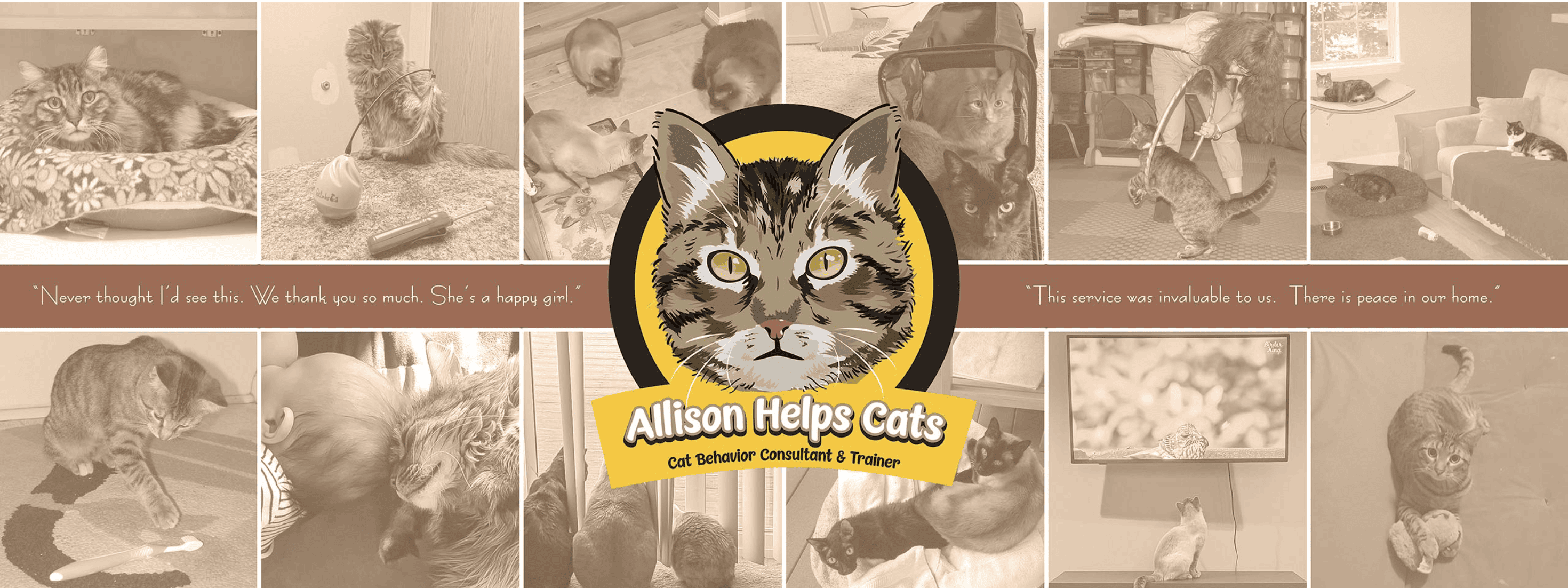 Allison Helps Cats
