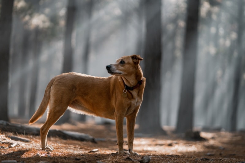 American Dingo standing in the forest