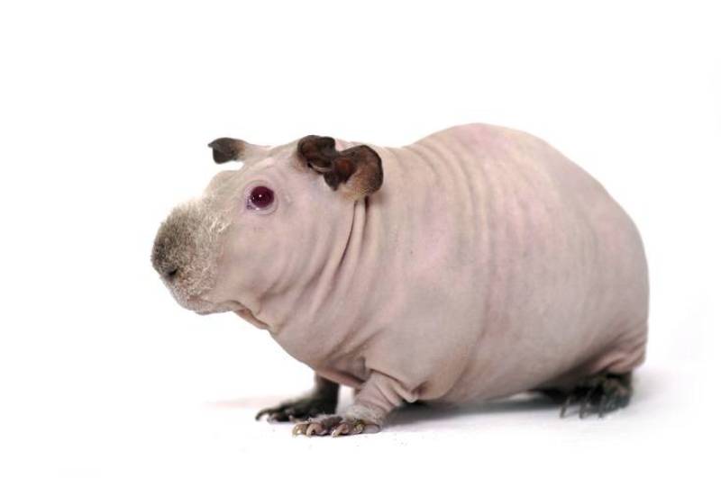 Baldwin Guinea Pig with white background