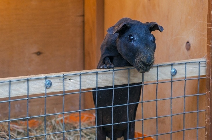 Baldwin Guinea Pig hopping on its cage