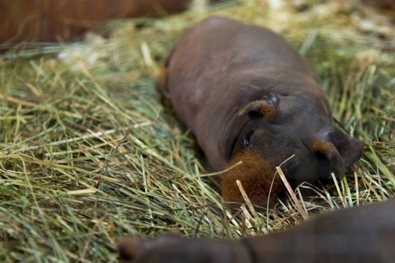 Baldwin Guinea Pig resting