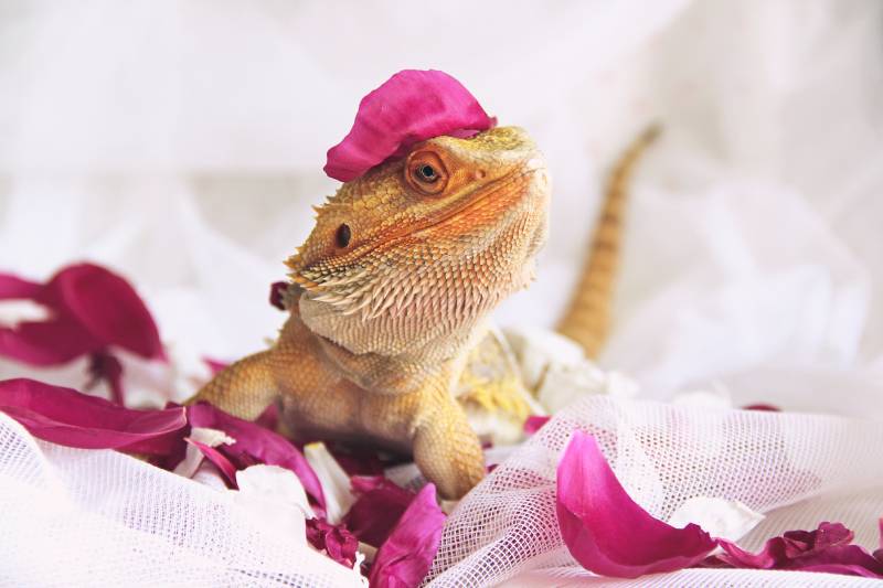Bearded dragon with rose petals