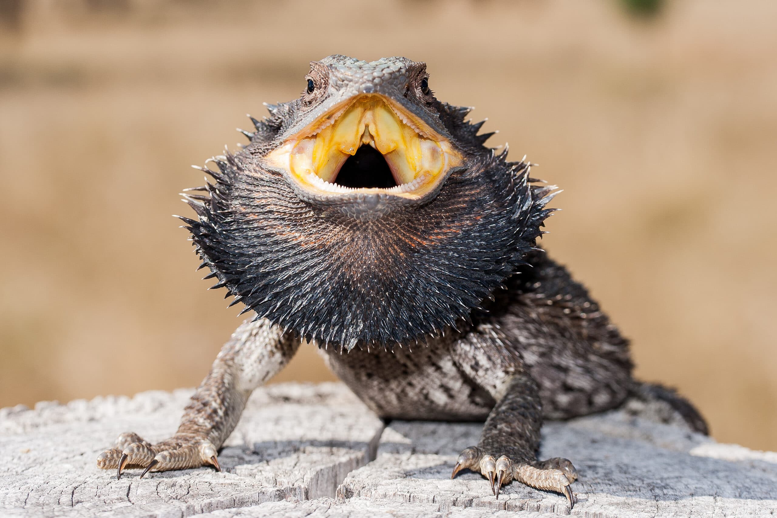 close up of bearded dragon