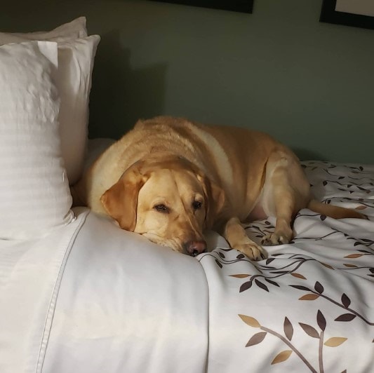 Best Western Fredericksburg