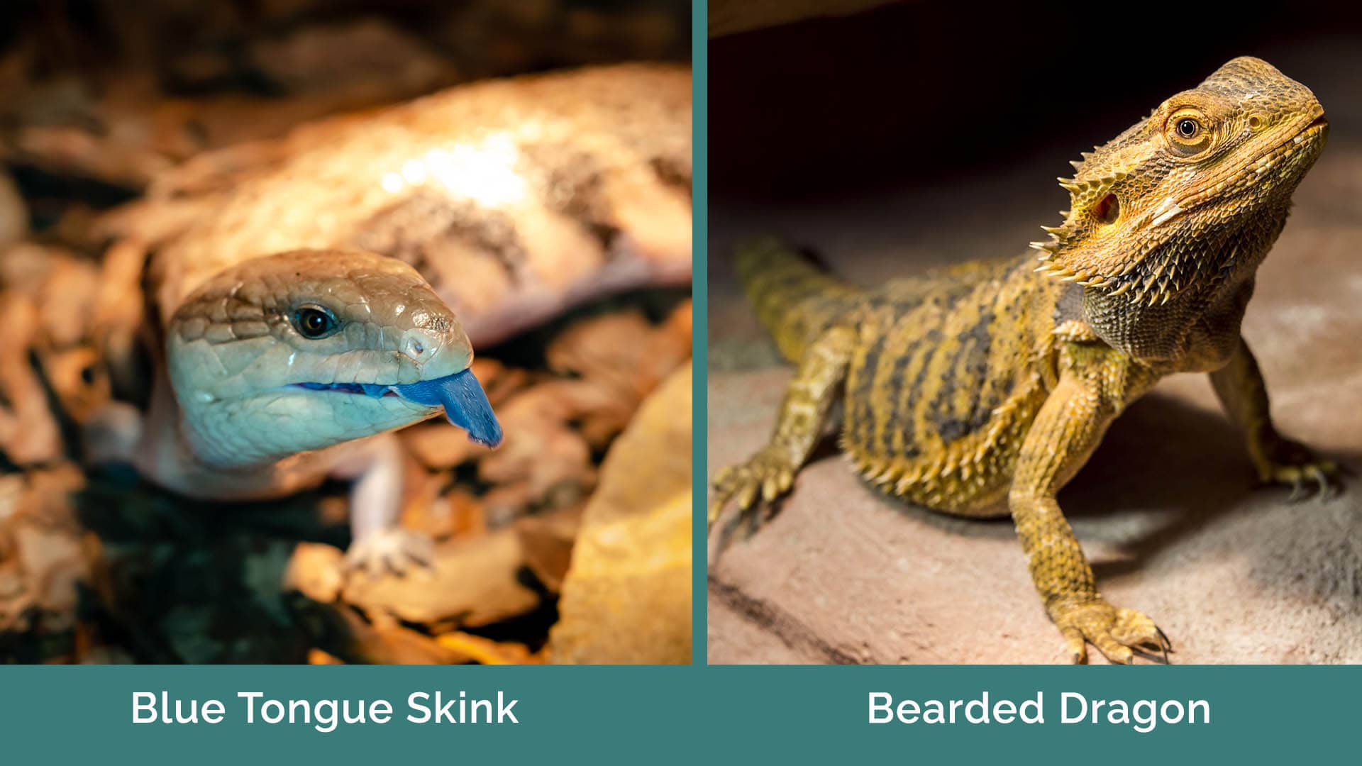 Blue Tongue Skink vs. Bearded Dragon: The Differences (With Pictures ...