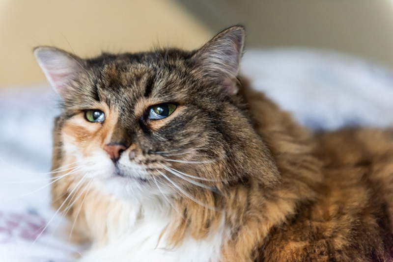 Cat with Haws Syndrome