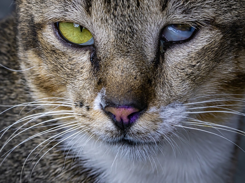 Cat with Third Eyelid Haws Syndrome
