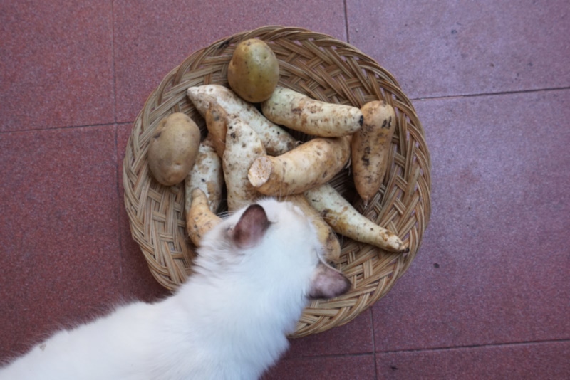 Cat with a basketful of sweet potatoes