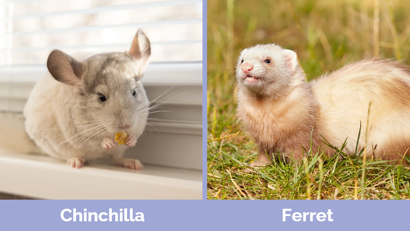 Chinchilla vs Ferret - Visual Differences