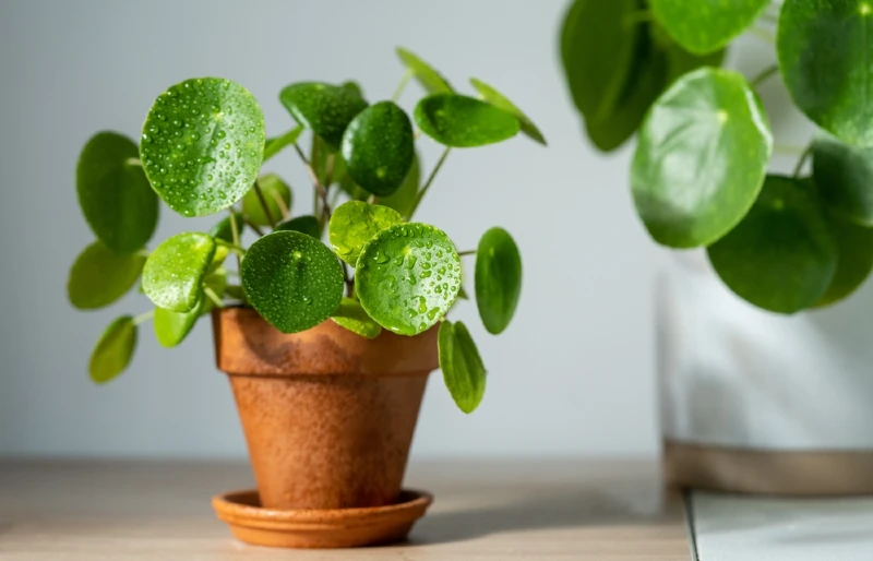 Chinese money plant (Pilea peperomioides) houseplant in terracotta pot on white table