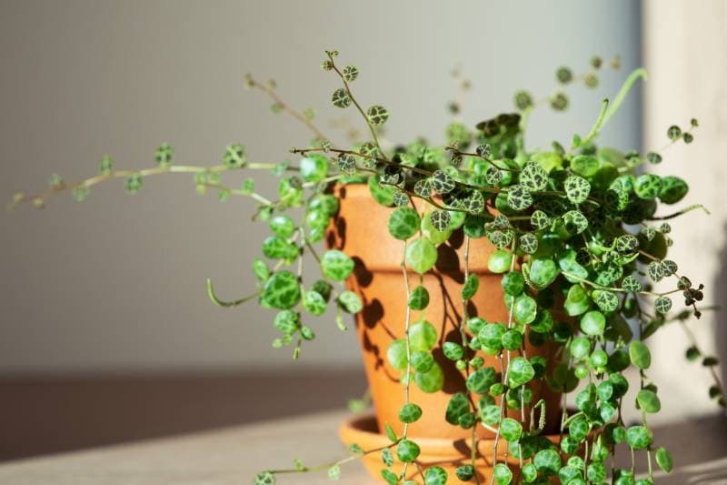 Closeup of Peperomia Prostrata string of turtles houseplant in terracotta flower pot