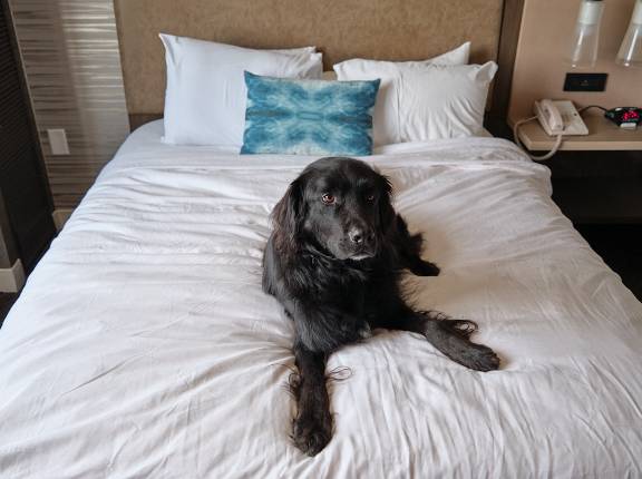 Colorado Springs Marriott