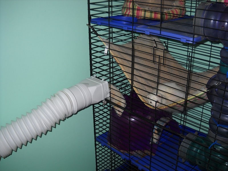 Completed Project #1 Ferret Race Track