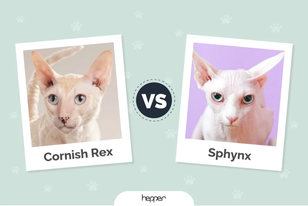 Cornish Rex vs Sphynx - Featured Image