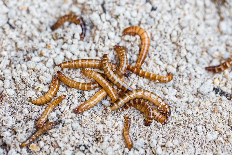 Culture of bird worms from larvae to reproductive