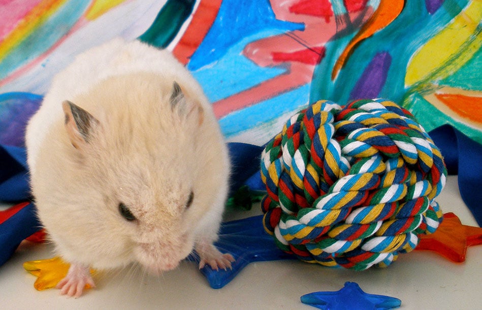 Customizable Hamster Playground- petsrpriority
