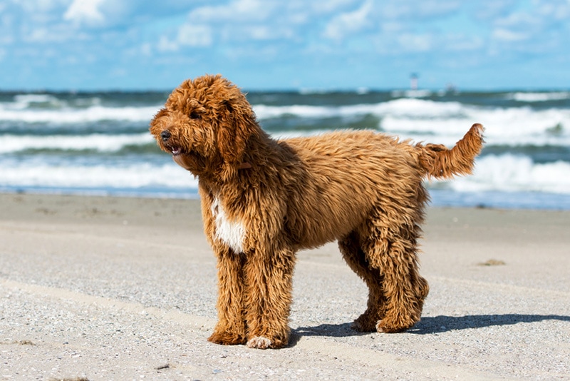 Cute Irish doodle dog on the beach