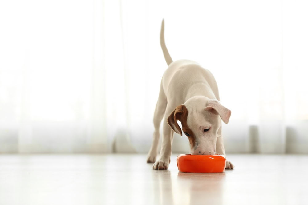 Cute Jack Russel Terrier eating dog bowl_