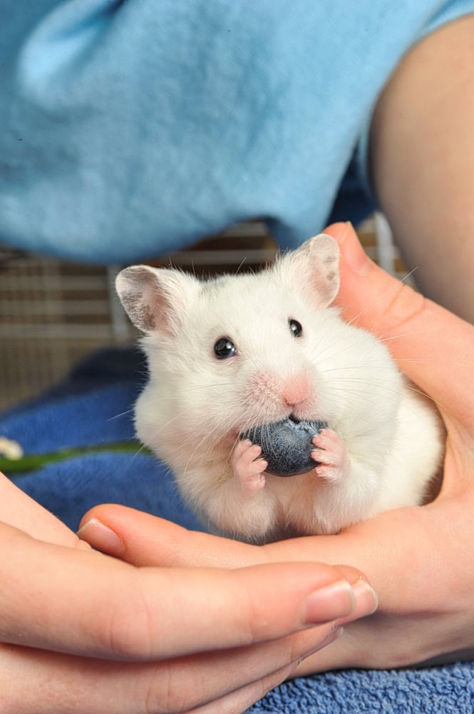 Cute white syrian hamster eating blueberry while held in human hands