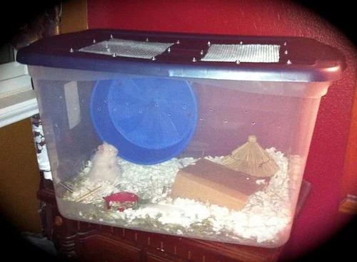 DIY Hamster Bin Cages