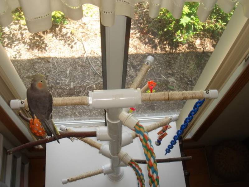 DIY PVC bird gym