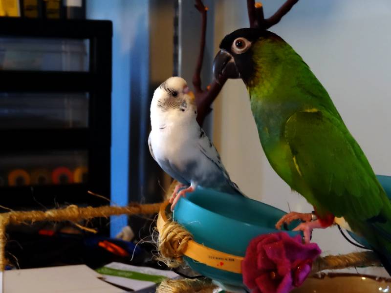 DIY bird perch