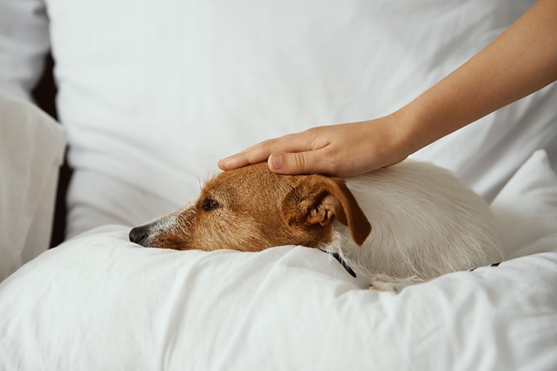 Dog Sick Hand petting dog while lying at the bed