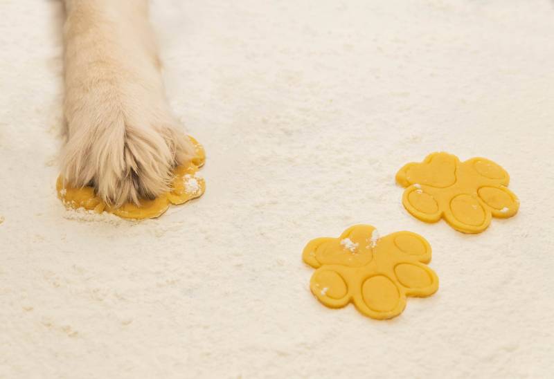 Dog makes cookies from dough in the kitchen
