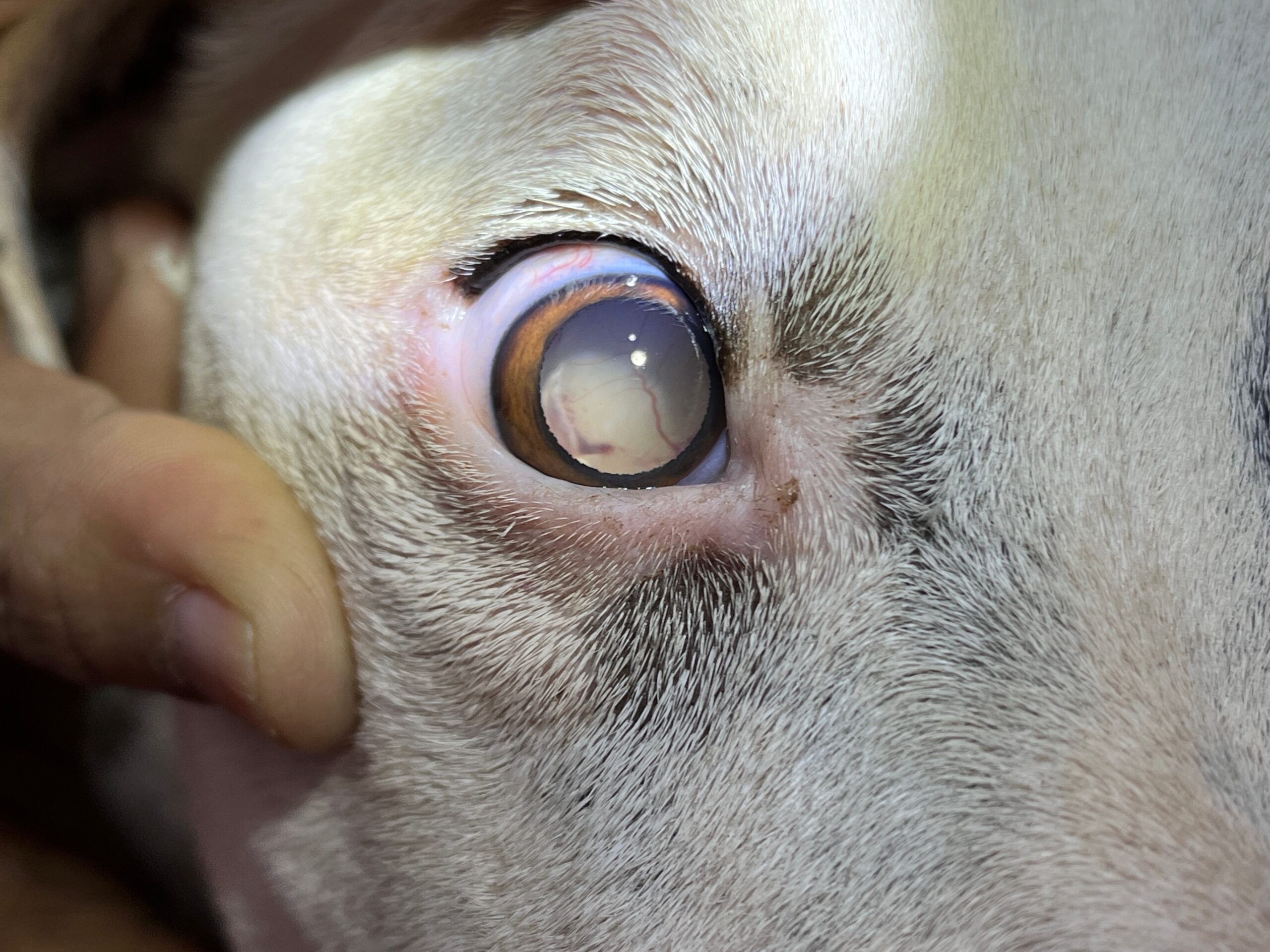 Close up dog eye with retinal detachment blind
