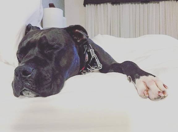 Drury Inn & Suites Colorado Springs