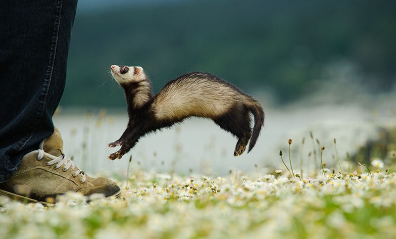 Ferret outdoor portrait jumping in front of human's foot