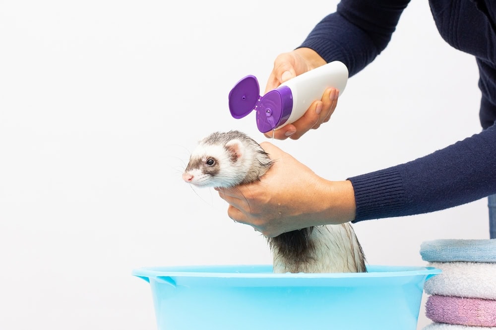 Ferret-taking-a-bath
