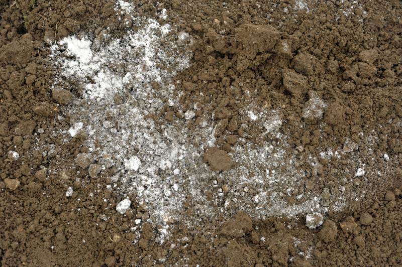 Garden lime spread on garden soil