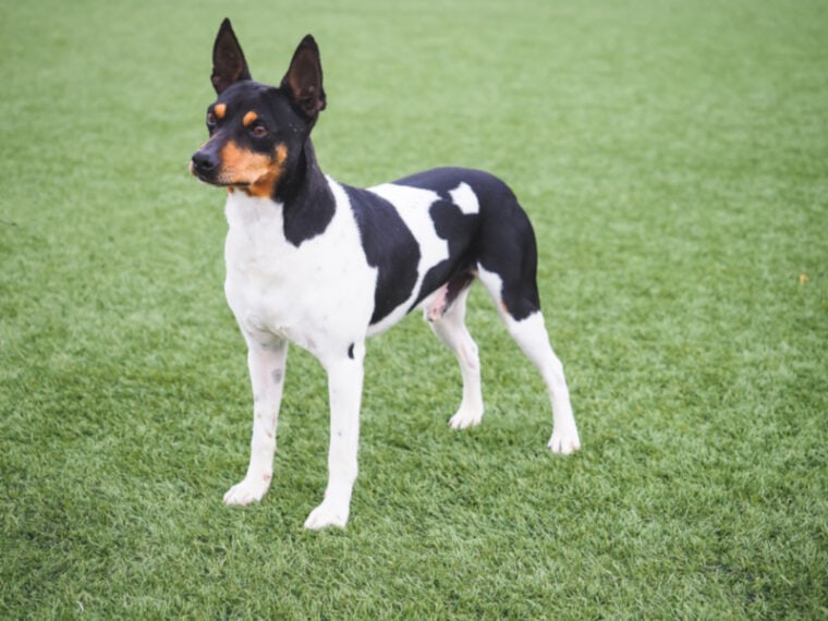 Spanish Ratter Dogs 26 Spanish Dog Breeds: Info, Pictures & History of Pups From Spain ...