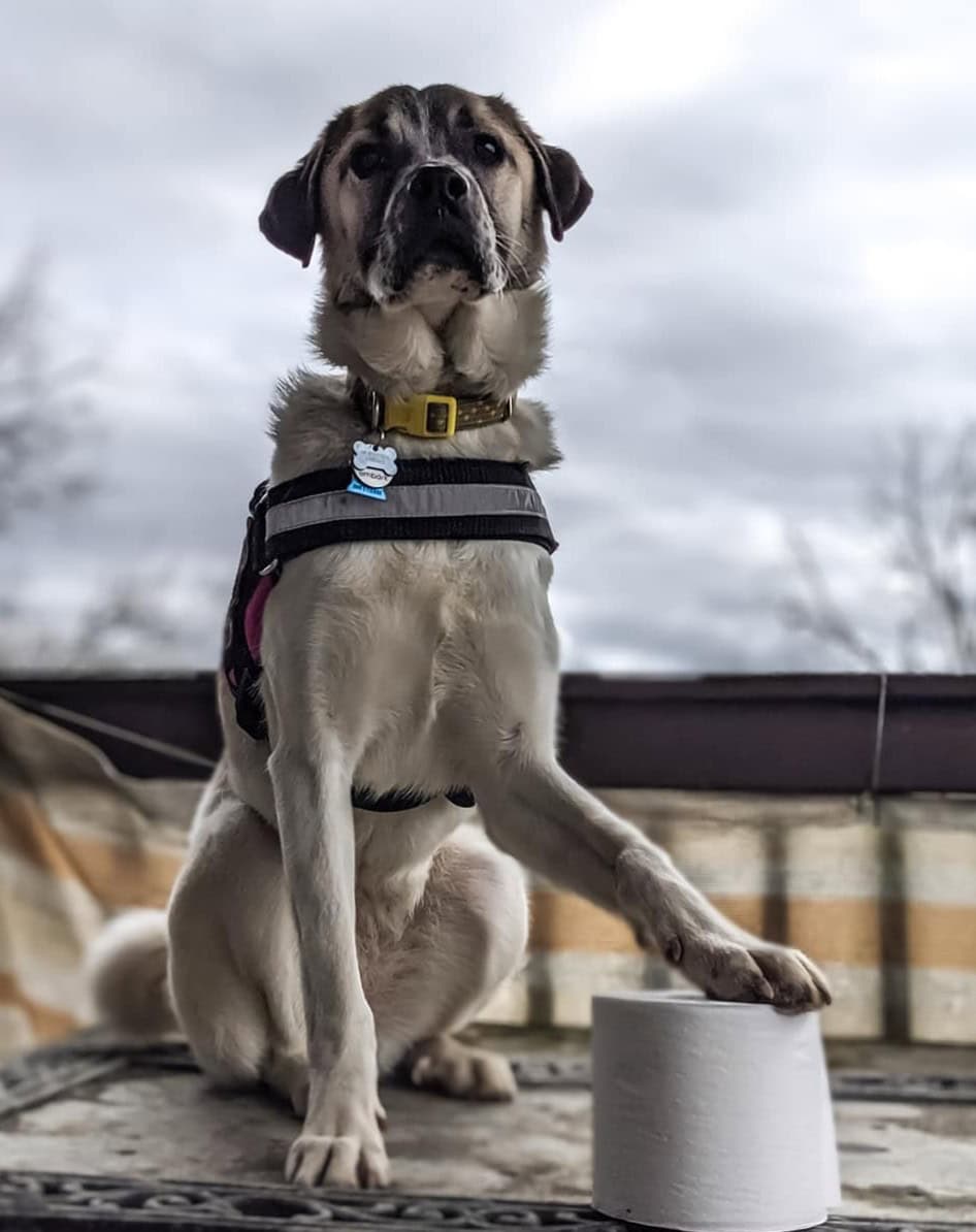 Great Pyrenees Boxer sitting in harness