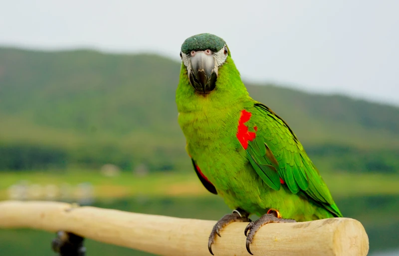 Hahn's macaws (Diopsittaca Nobilis) the smallest green South American (amazon) parrot bird perched outdoors